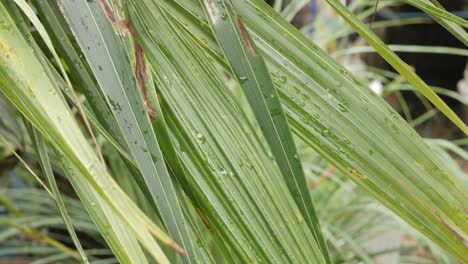 green-tree-leaf-coconut-tree-leaf-for-summer-with-rain-drop-on-surface