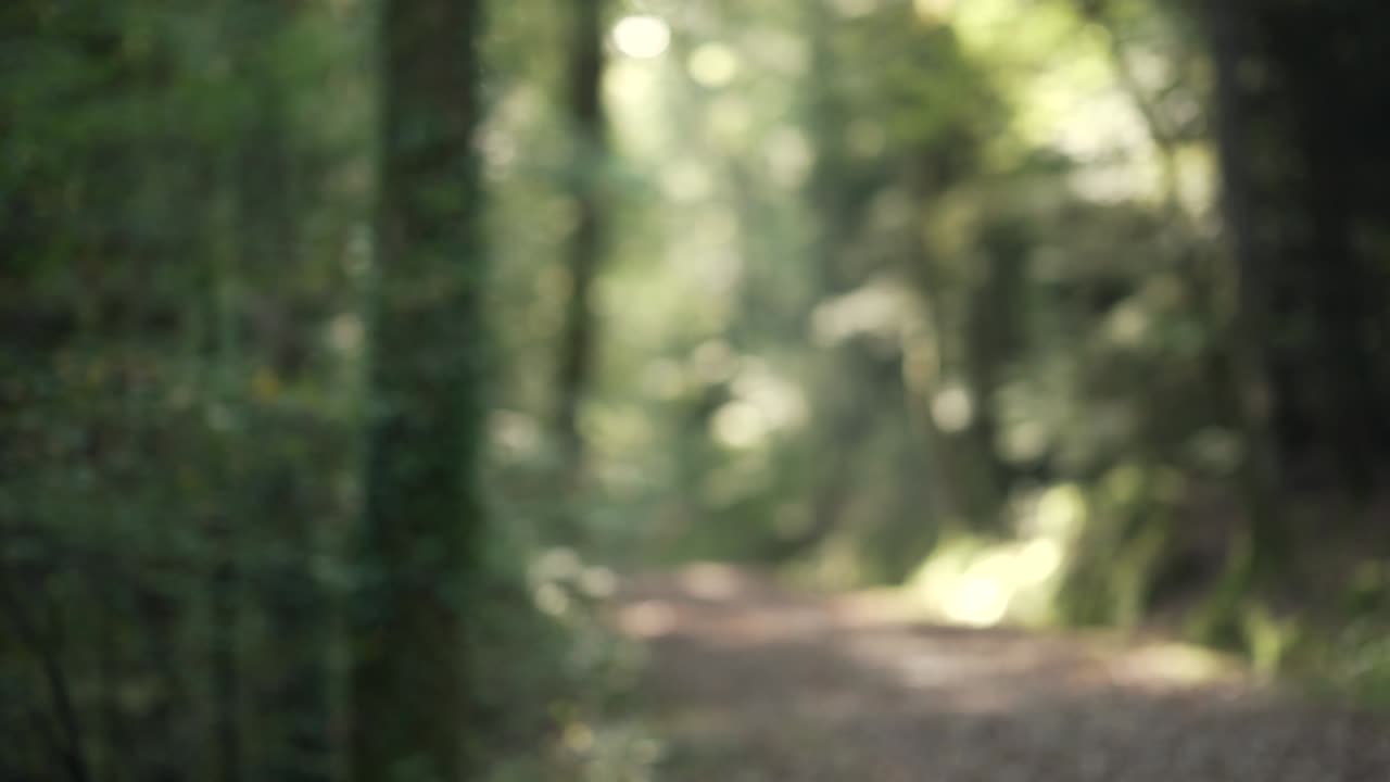Close up shot coming from behind a tree of a sunlight backlit leaves path in a forest