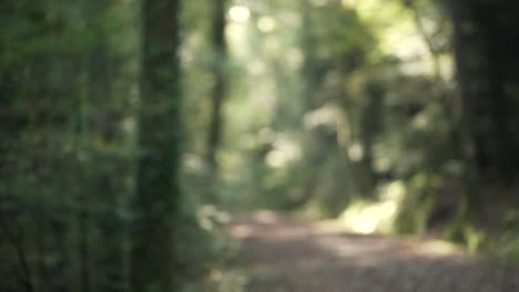 Close-up-shot-coming-from-behind-a-tree-of-a-sunlight-backlit-leaves-path-in-a-forest