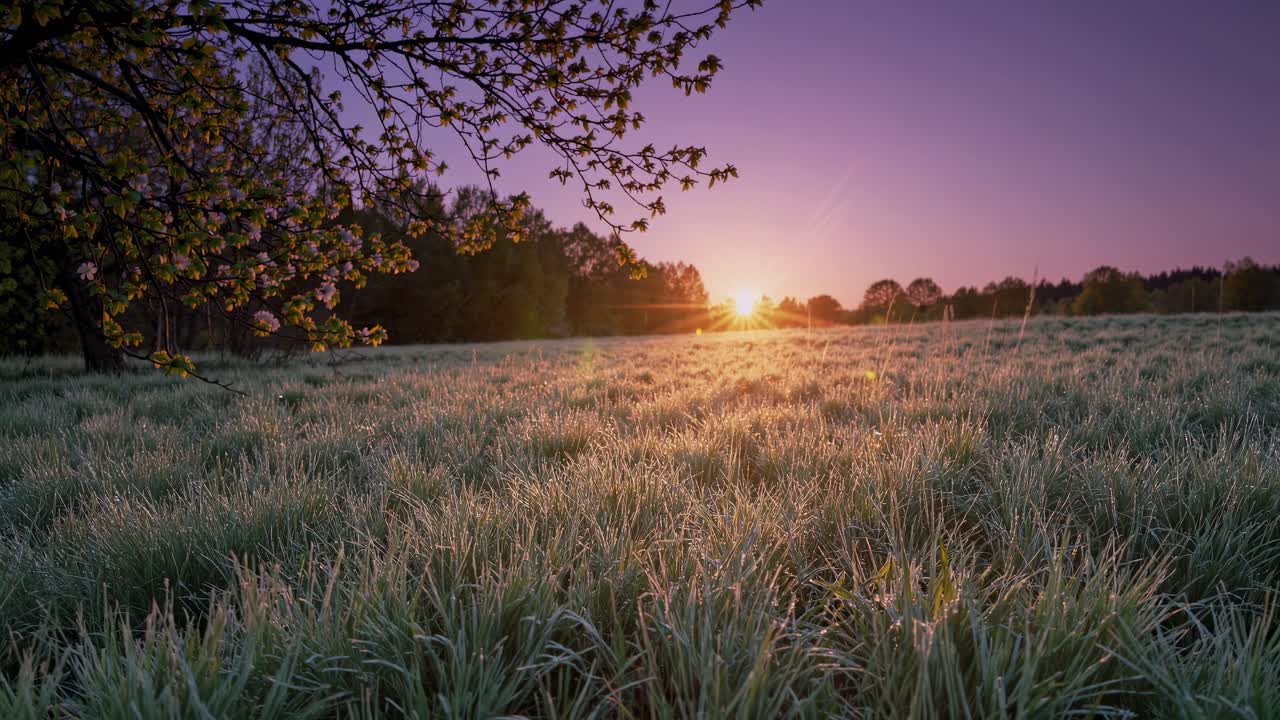 Dewy grass glistens in the golden light of sunrise, a blossoming tree framing the vibrant meadow as the sun ascends over the horizon, painting the sky with hues of purple and orange