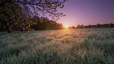 dewy grass glistens in the golden light of sunrise, a blossoming tree framing the vibrant meadow as the sun ascends over the horizon, painting the sky with hues of purple and orange