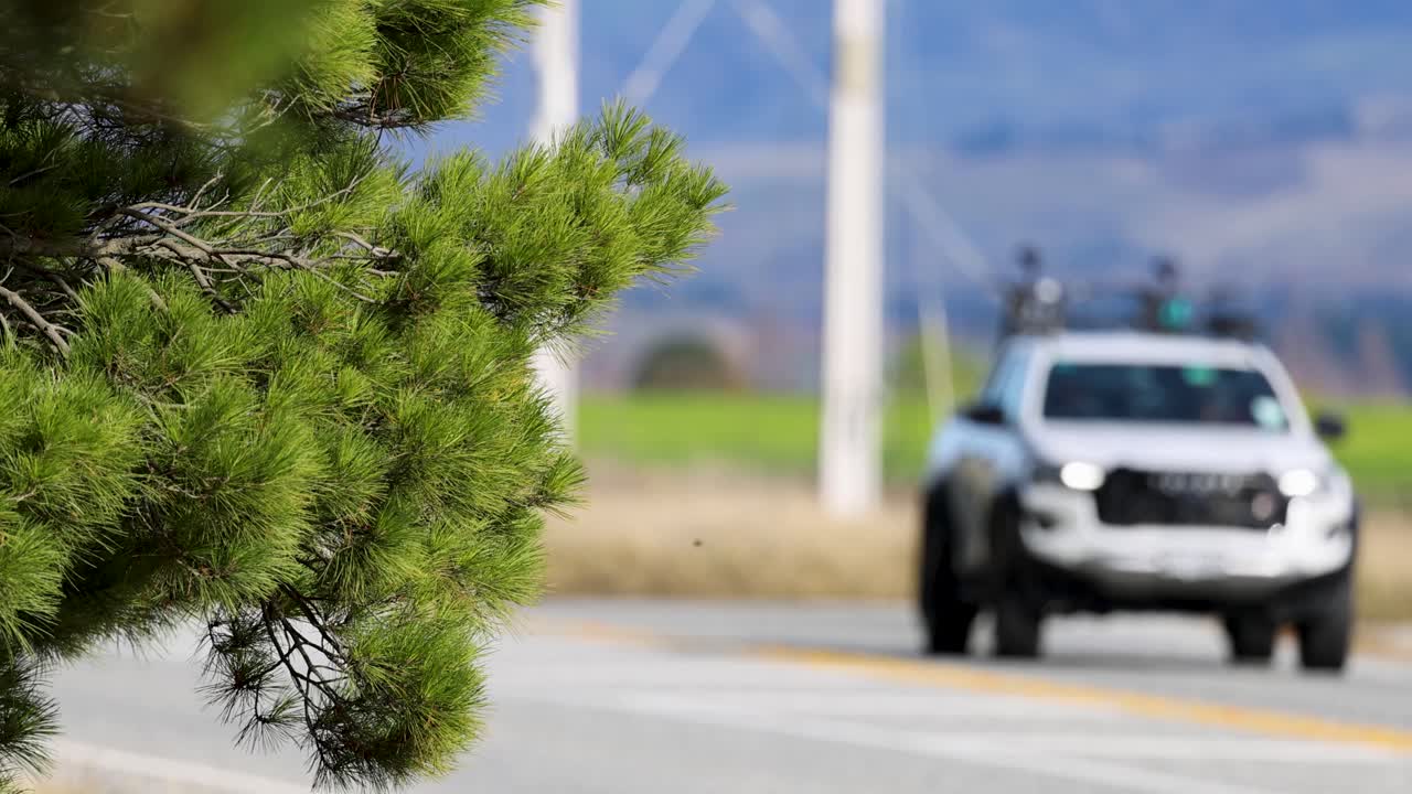 Vehicles drive past a pine tree on a windy road, with blurred motion and natural lighting creating a dynamic scene
