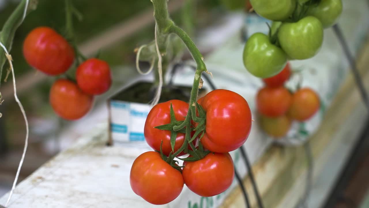 A hand picking ripe red tomatoes from a vine in a greenhouse