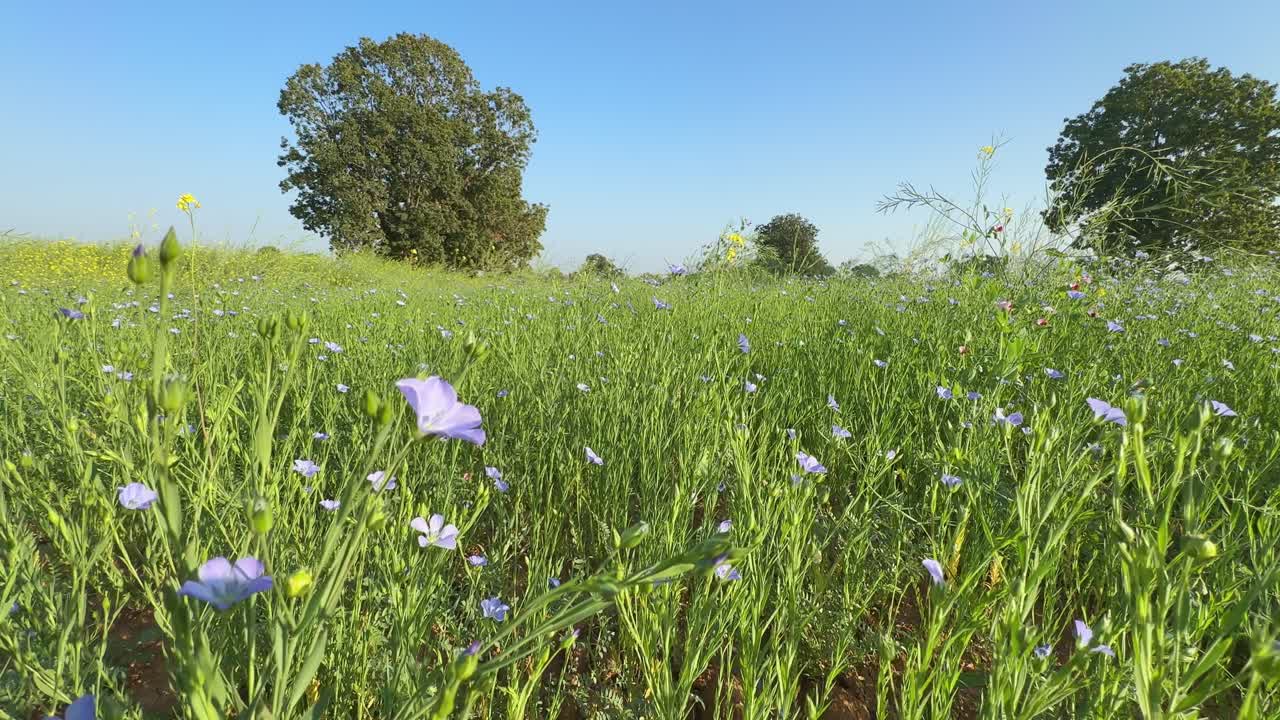 A beautiful blooming field of purple flax flower with clean blue sky