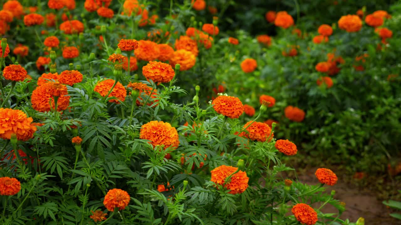 marigold farming at Gundlupet The flower pot of India located In Karnataka, flower cultivation in Gundlupet, Onam flowers
