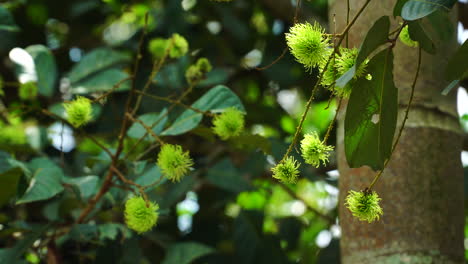 Hermosas-Frutas-De-Color-Verde-En-El-árbol