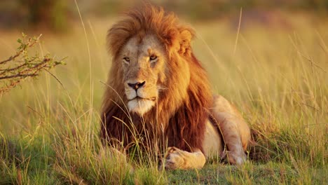 León-Macho-Con-Melena-Grande-En-La-Hermosa-Luz-Dorada-Del-Sol,-Animal-Salvaje-Africano-En-Maasai-Mara,-Kenia-En-Safari-Africano,-Retrato-De-Cerca-Desde-Un-ángulo-Bajo-Tirado-En-El-Suelo-En-La-Reserva-Nacional-De-Masai-Mara