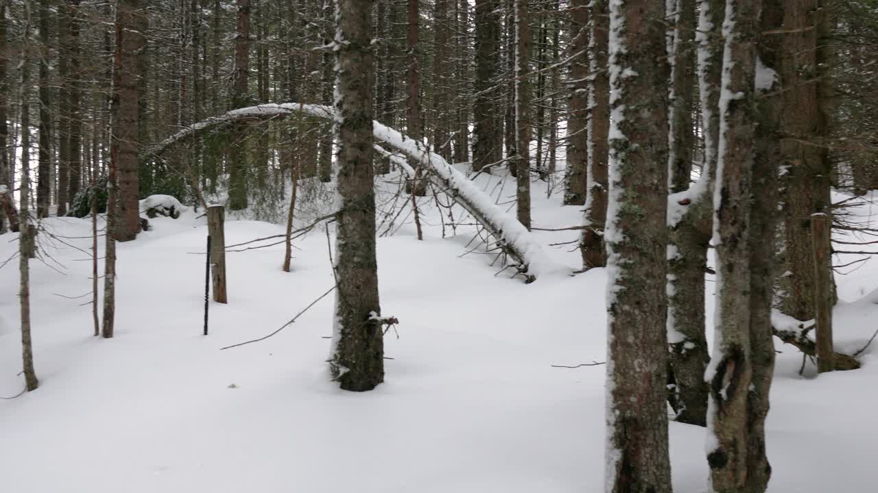 큰 눈 어리 와 나무 줄기 들 이 있는 겨울 의 소나무 숲 의 파노라마