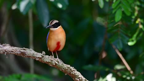 El-Pitta-De-Alas-Azules-Tiene-Siete-Colores-Visibles-Y-Se-Encuentra-Comúnmente-En-Tailandia-Y-Otros-Países-Del-Sudeste-Asiático