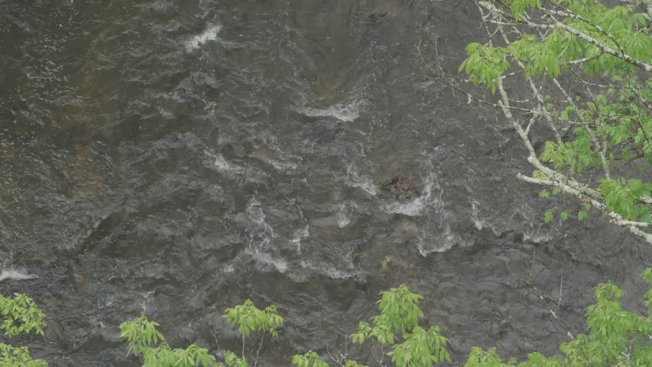 wissahickon 크릭, 높은 각도, 호두 차선 다리에서 fown 찾고