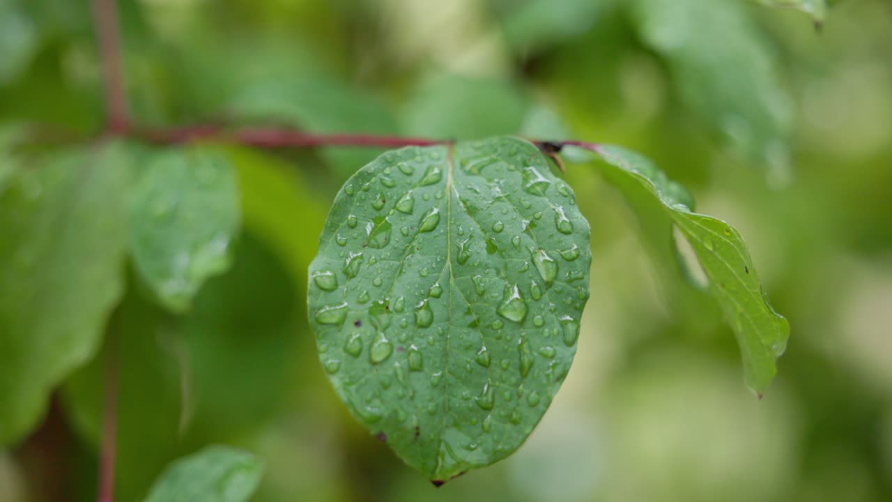 Slow motion highlights rain drops glimmering on a bush’s green leaves, creating a sparkling, fresh look in natural afternoon light.