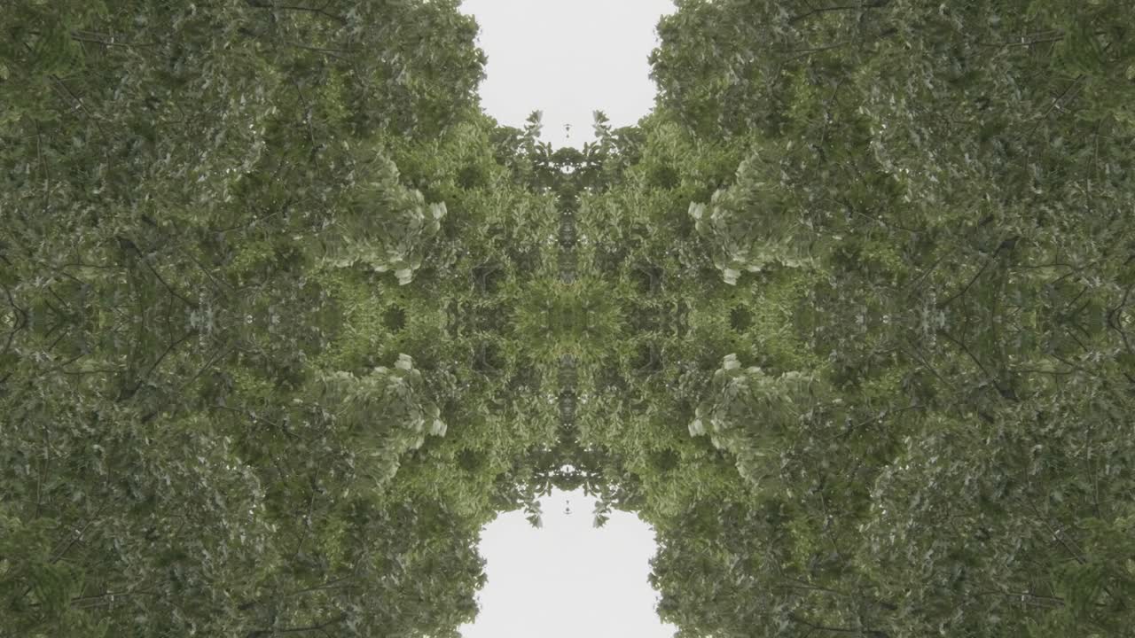 caleidoscopio de vegetación usando imágenes de bosque de wissahickon creek, philadelphia, #56