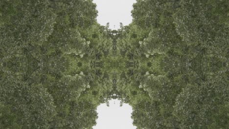 Grünes-Kaleidoskop-Mit-Waldbildern-Aus-Wissahickon-Creek,-Philadelphia,-#56