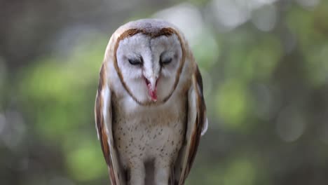 close up barn owl eat.