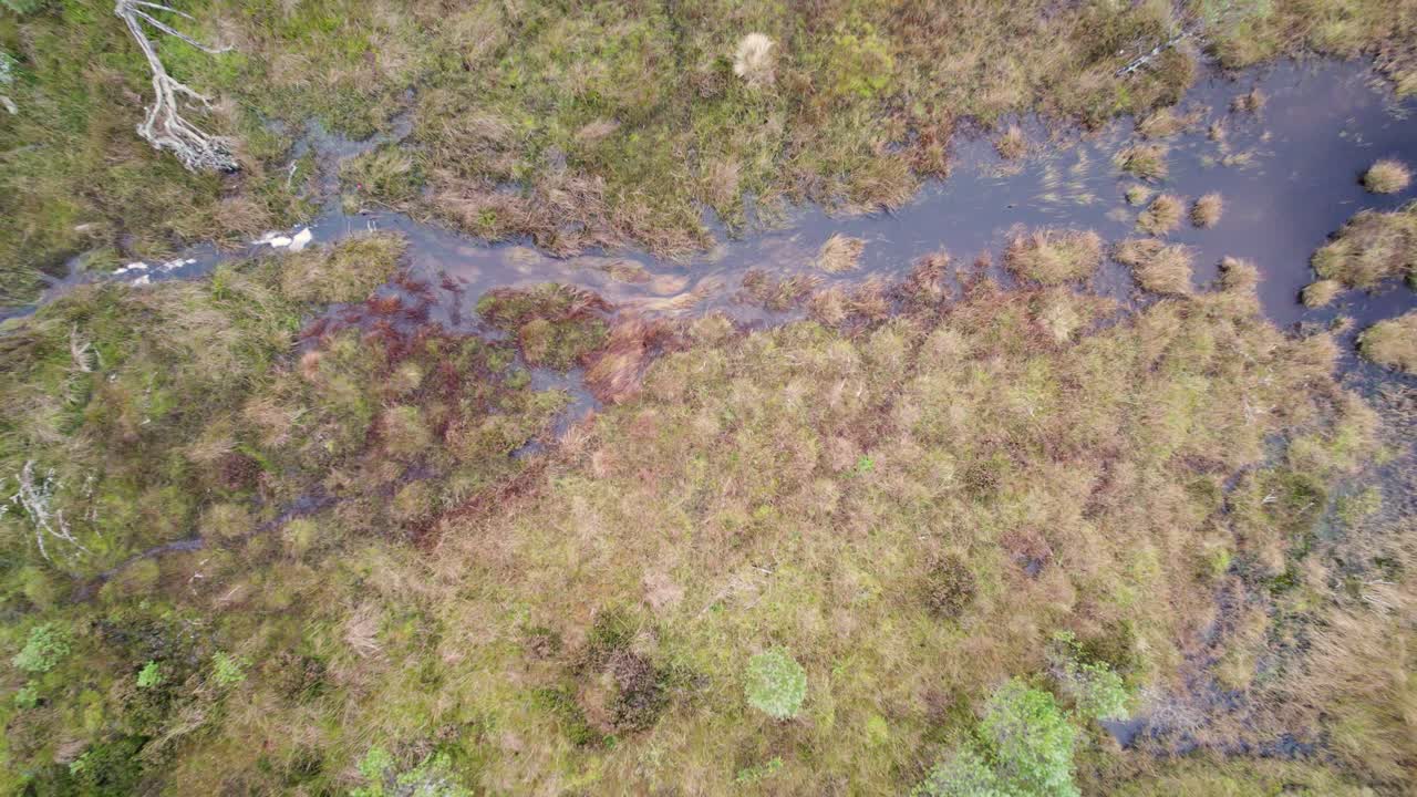 imágenes aéreas de drones mirando hacia abajo que vuelan hacia arriba para revelar una turbera y un río rodeados por un bosque de pinos silvestres en allt mor, parque nacional de cairngorms con musgo de esfagno y árboles