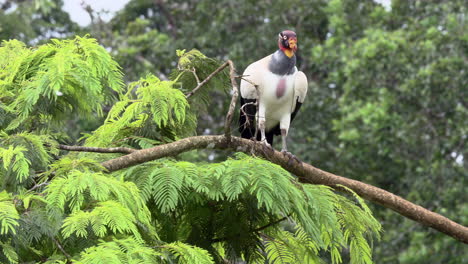 king vulture  perched on branch