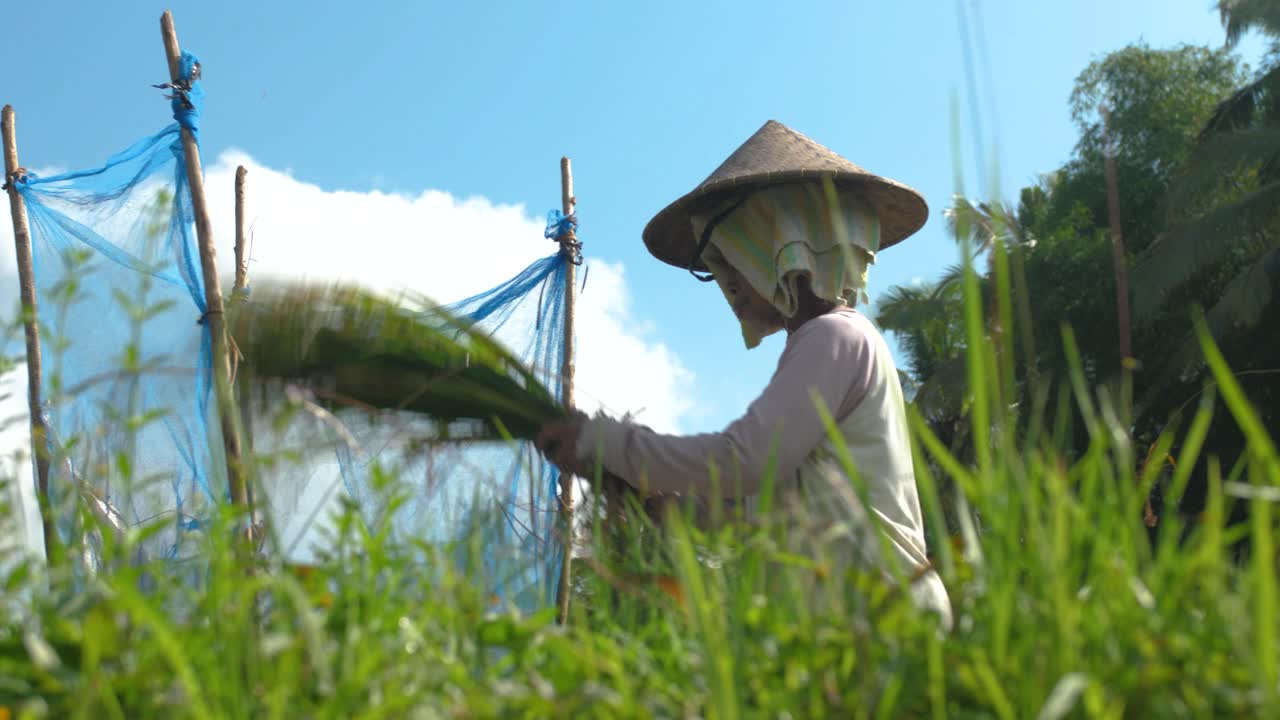 Farm worker doing traditional hand harvesting in Tegalalang Rice terraces in Ubud, Bali, Indonesia.