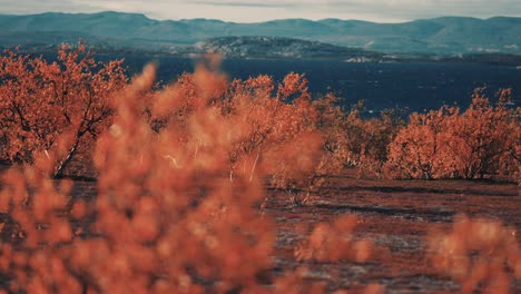 autumn in norwegian tundra