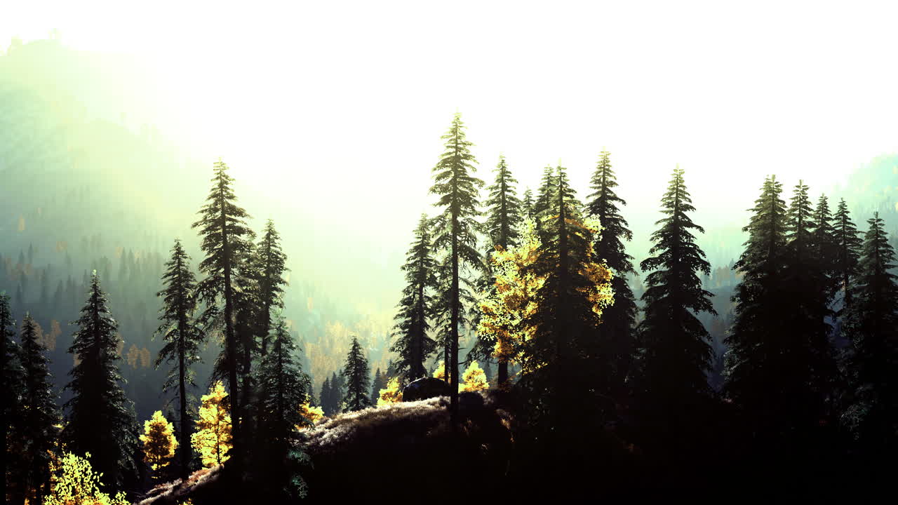 Sunlight filtering through evergreen trees in a serene forest landscape