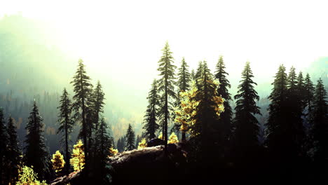 sunlight filtering through evergreen trees in a serene forest landscape
