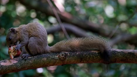 visto en el lado izquierdo del marco comiendo una fruta, ardilla de vientre gris callosciurus caniceps, parque nacional kaeng krachan, tailandia