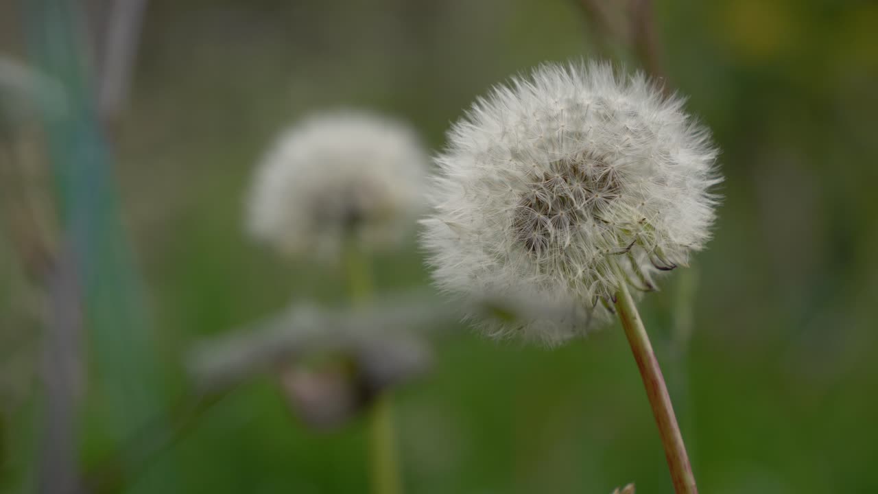 el macro de cerca captura la planta de diente de león blanco
