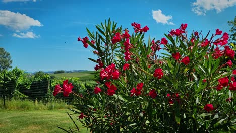 el pintoresco paisaje de costagnole delle lanze con el árbol en flor nerium oleander