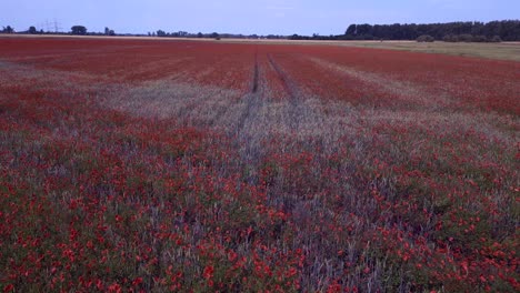 Dramatischer-Flug-Von-Oben-Aus-Der-Luft,-Rotes-Mohnfeld,-Ländliches-Gebiet,-Sommerwiese