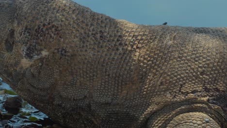fotografía de primer plano que muestra todo el cuerpo de un dragón de komodo, desde su cabeza hasta su cola