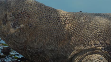 close-up shot showcasing the entire body of a komodo dragon, starting from its head to its tail