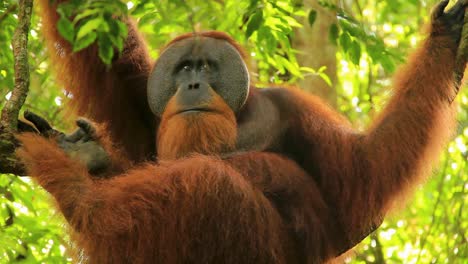 Aufmerksamer-Sumatra-Orang-Utan-Hängt-An-Einem-Ast-In-Sumatra,-Indonesien-–-Mittlere-Nahaufnahme-Aus-Niedrigem-Winkel