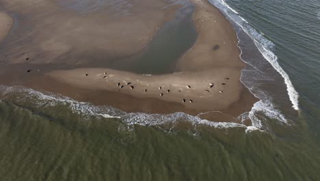 Amplia-Toma-Aérea-Inclinada-Hacia-Abajo-De-Una-Foca-Tomando-El-Sol-Y-Durmiendo-En-Un-Banco-De-Arena-En-La-Costa-En-La-Bahía-De-Slikken-Van-Voorne,-Al-Sur-Del-Puerto-De-Rotterdam