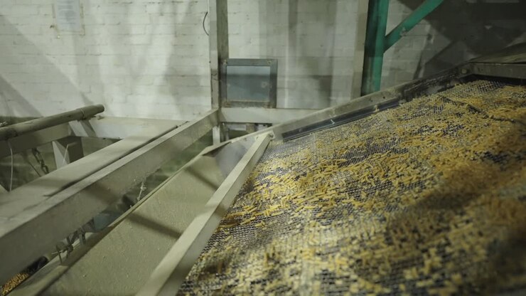 Industrial conveyor belt section sifting harvested wood chips in a processing plant.