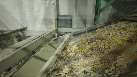 industrial conveyor belt section sifting harvested wood chips in a processing plant.