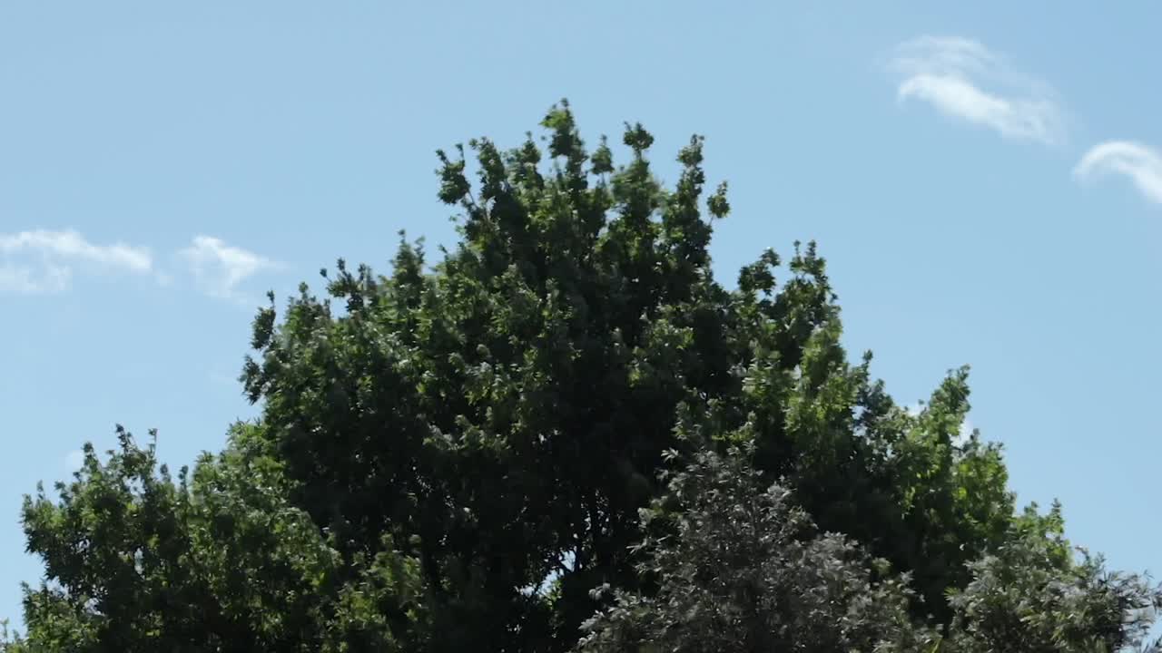 Big Tall Green Trees Swaying In Strong Winds, Daytime Sunny Blue Sky With Clouds, Medium Shot, Maffra, Gippsland, Victoria, Australia