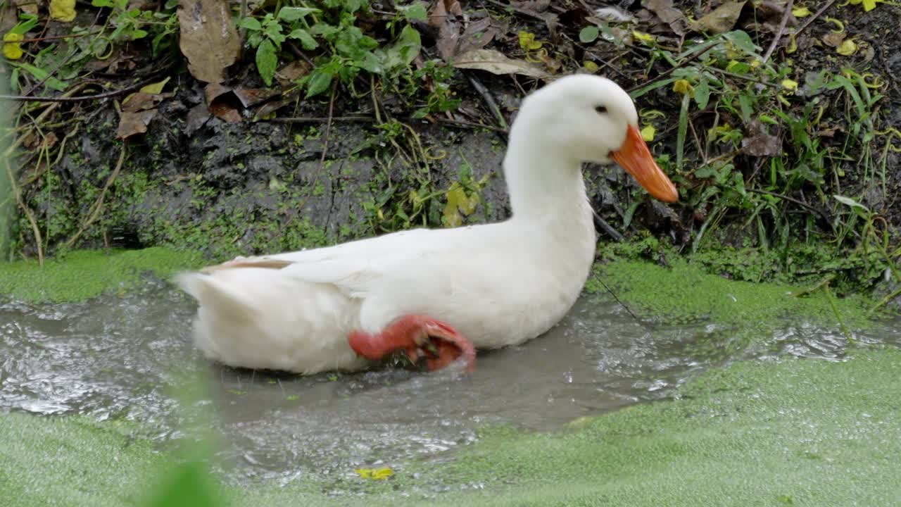 Duck swimming in a pond nature scene wildlife tranquil environment close-up view