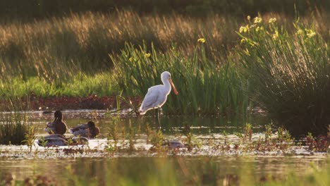 spoonbill in afternoon golden sunlight, cleaning, lake, close up