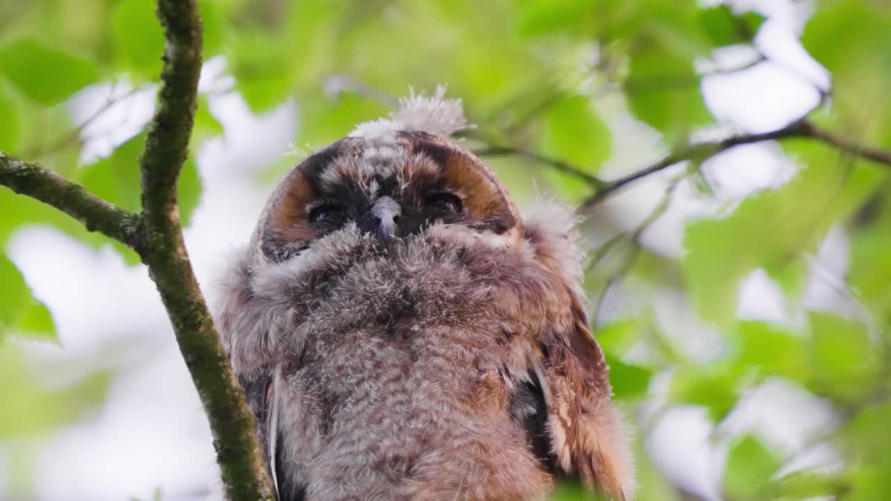 mochuelo orejudo posado en la rama de un árbol en veluwe, países bajos, ángulo bajo
