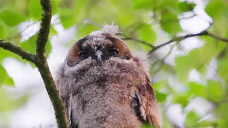 Long-eared owlet perched on a tree branch in Veluwe, Netherlands, low angle