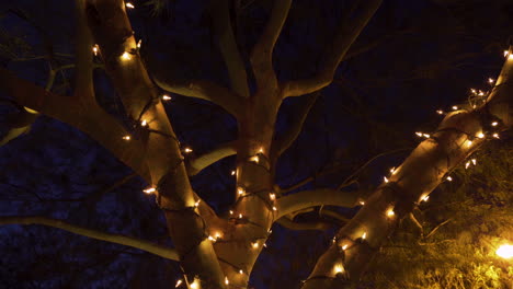 christmas decorated palo verde tree at night in mesa, arizona