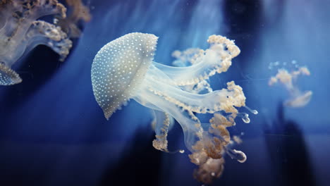 jellyfish drifting in blue water, close-up with soft light and graceful movement