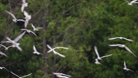 Terns-are-seabirds-that-can-be-found-all-throughout-the-world-at-sea,-rivers,-and-other-wider-bodies-of-water