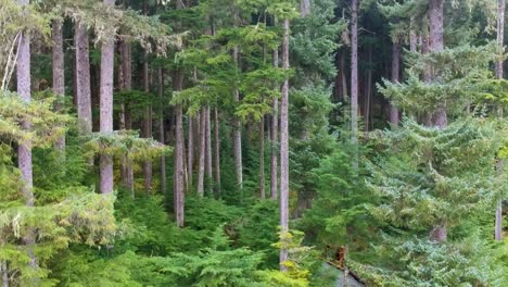 dense forest trees in alaska mountain wilderness