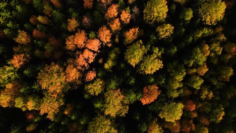 A-beautiful-aerial-view-of-dense-woody-terrain-with-colorful-autumn-foliage,-orange-and-red-leafs