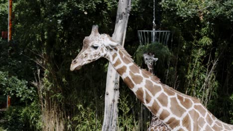 jirafa en el zoo comiendo