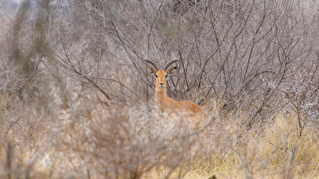 카메라를 들여다보는 수컷 임팔라가 경고로 콧김을 내뿜는다