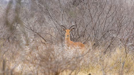 un impala macho mirando a la cámara resopla como advertencia