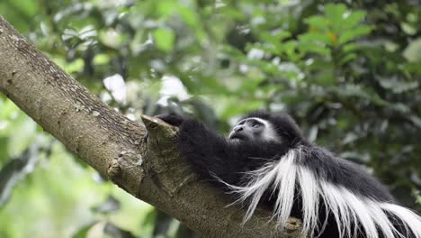 slow motion monkey climbing trees in a forest in africa, black and white colobus monkeys in kilimanjaro national park in tanzania on an african wildlife safari, monkeys high up in the branches