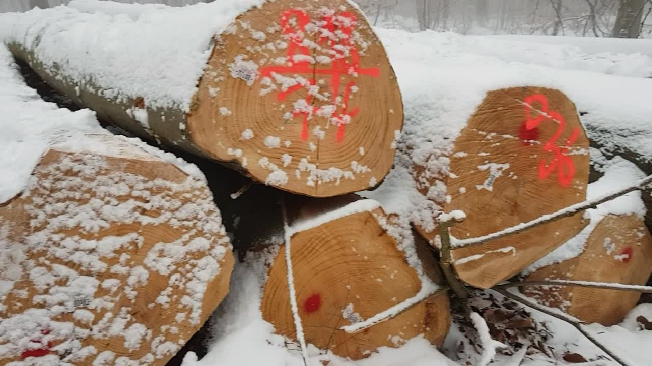Zasněžené klády ležící na lesní půdě v Německu