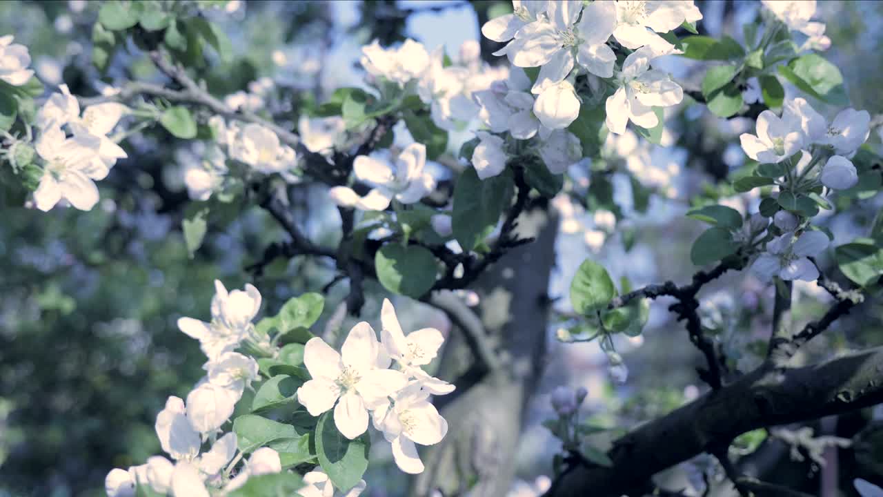 봄 테마에 대한 가을 꽃잎의 세부 사항. 사과 꽃 꽃, 차갑고 시원한 분위기